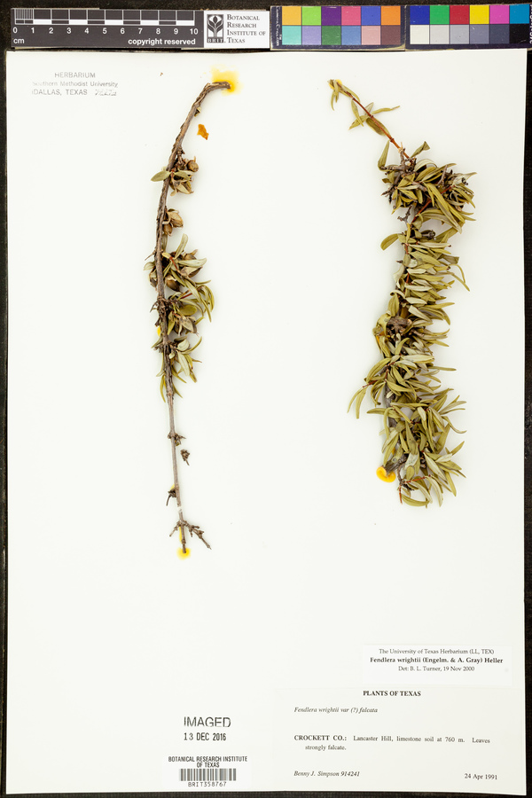 Fendlera wrightii image