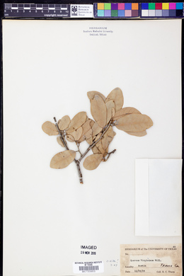 Quercus virginiana image