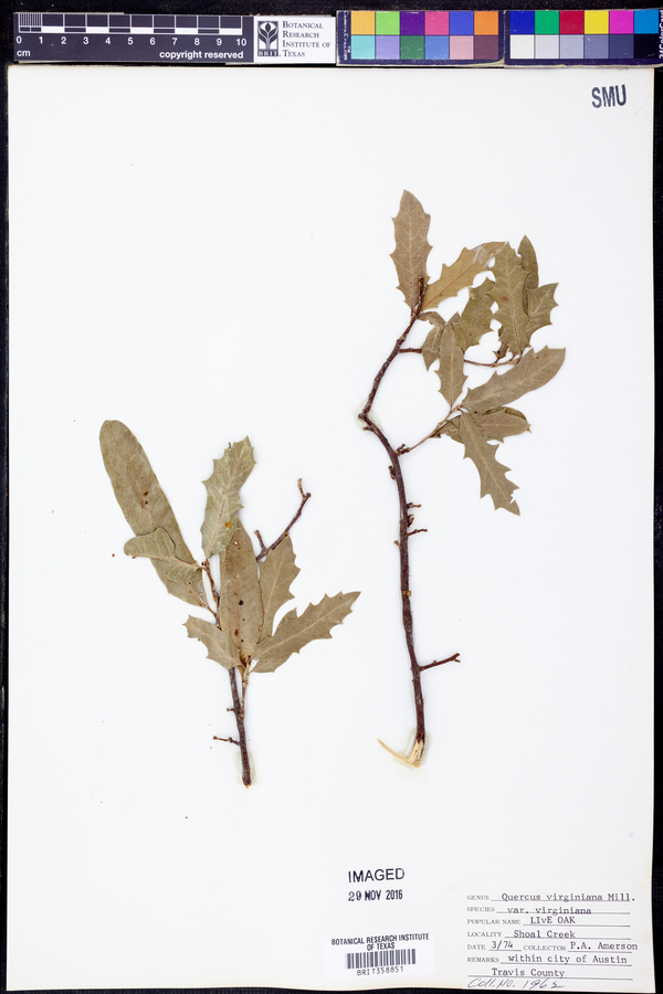 Quercus virginiana var. virginiana image