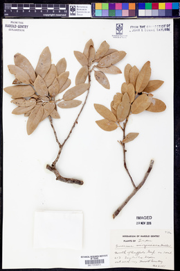 Quercus virginiana image