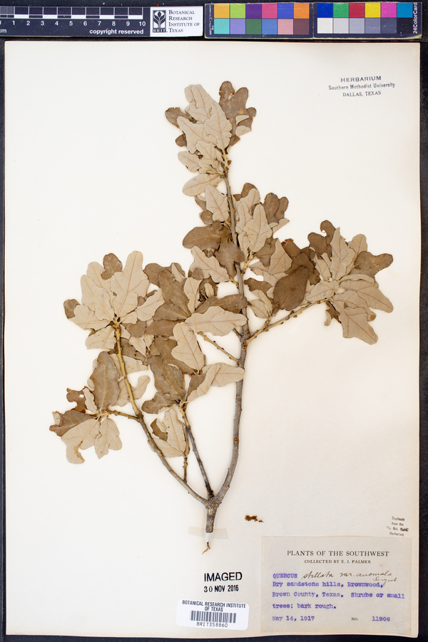 Quercus stellata var. araniosa image