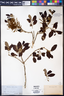 Quercus virens image