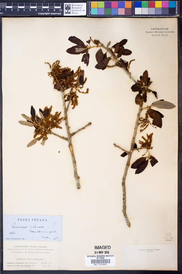 Quercus virens image