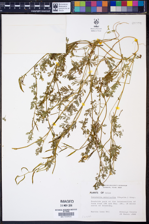 Corydalis micrantha image