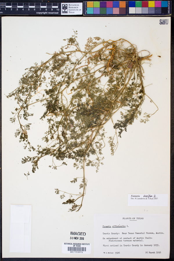 Fumaria densiflora image