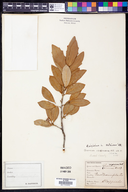 Quercus virginiana image