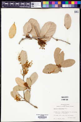 Quercus virginiana image