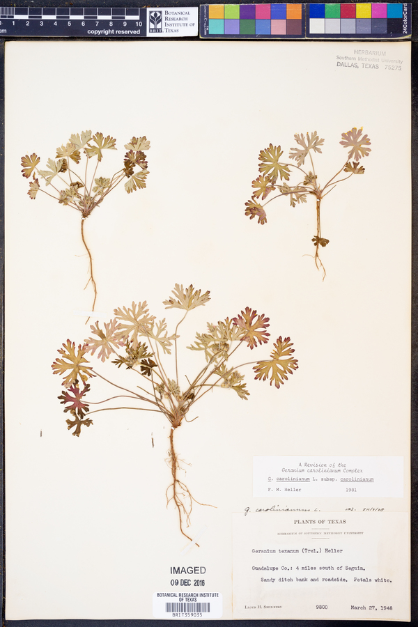 Geranium carolinianum var. carolinianum image