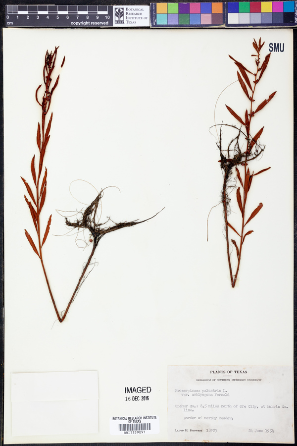 Proserpinaca palustris var. amblyogona image