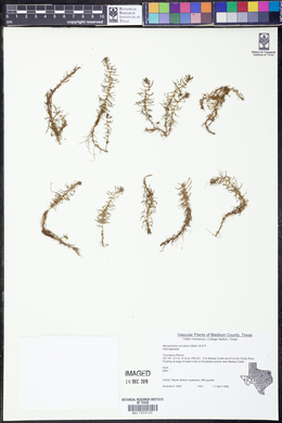 Myriophyllum pinnatum image