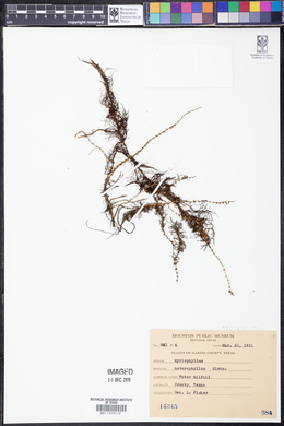 Myriophyllum heterophyllum image