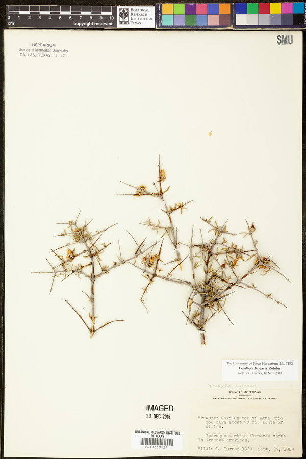 Fendlera linearis image