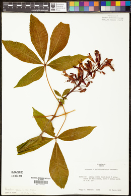 Aesculus pavia var. pavia image