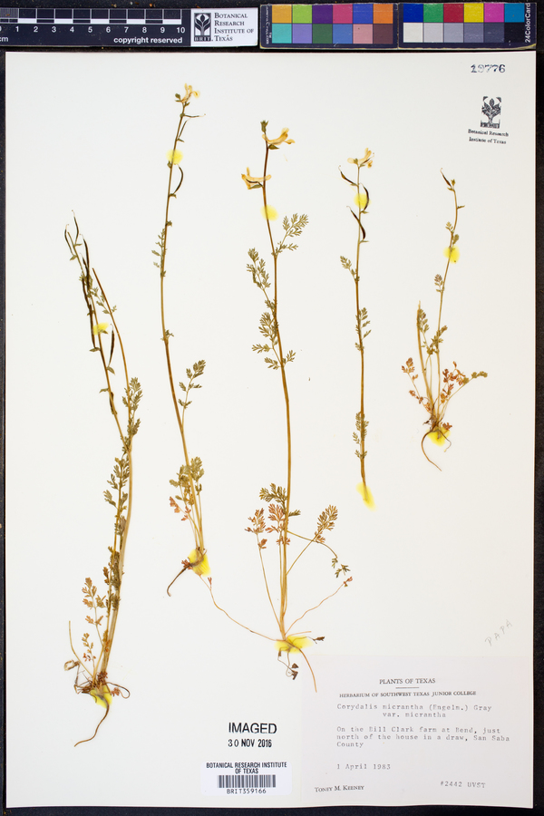 Corydalis micrantha ssp. micrantha image