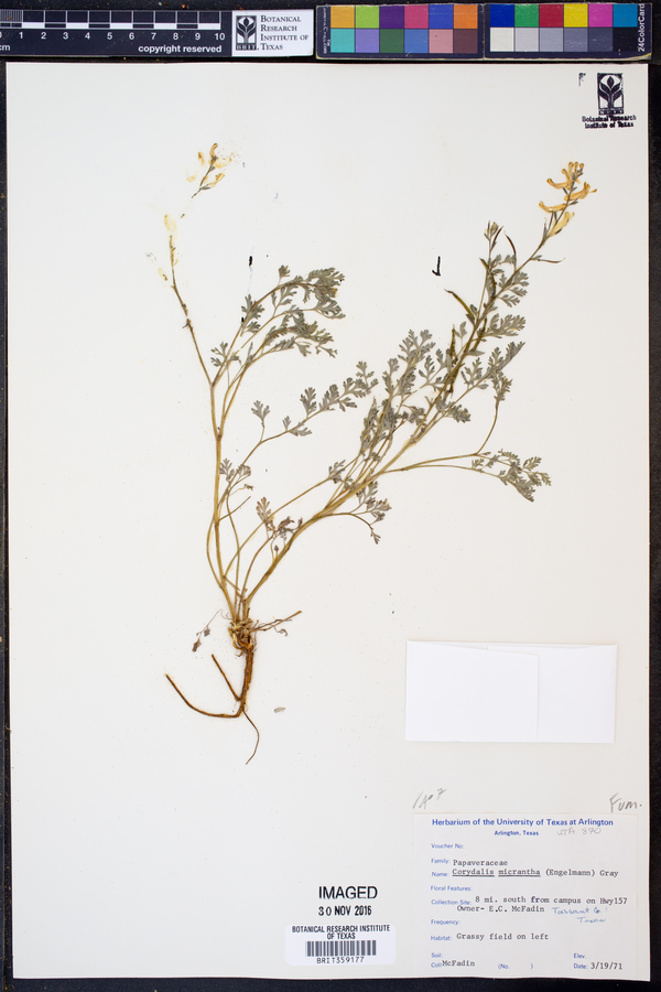 Corydalis micrantha image