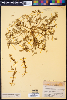 Corydalis micrantha subsp. micrantha image