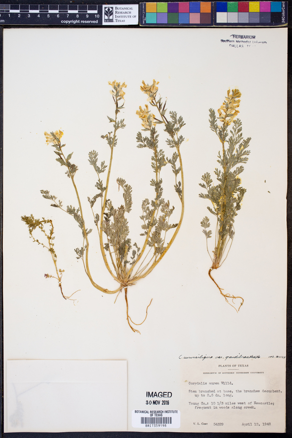 Corydalis curvisiliqua image