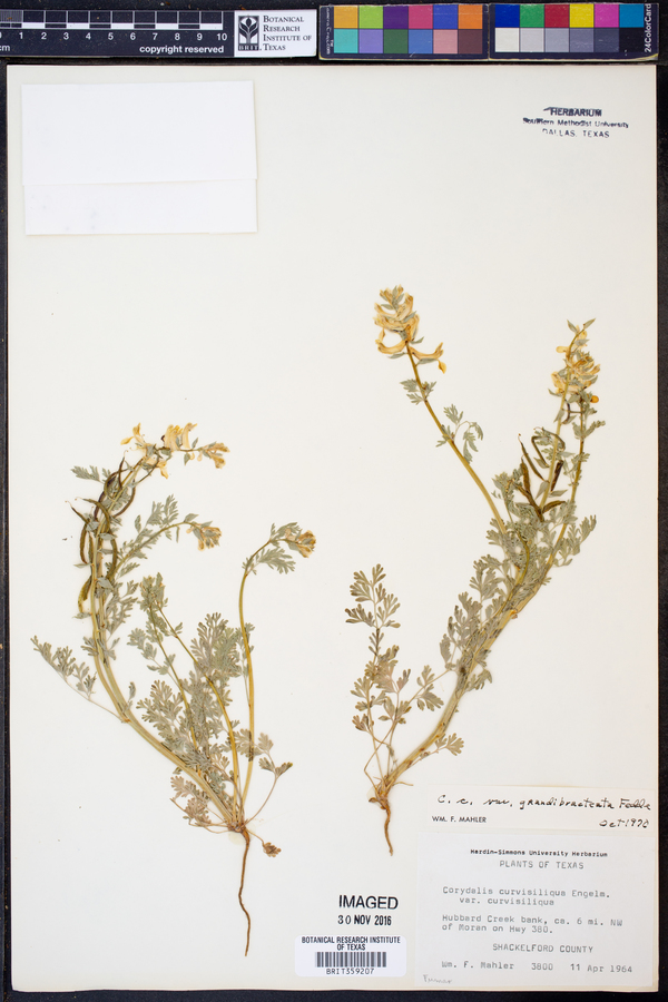 Corydalis curvisiliqua image