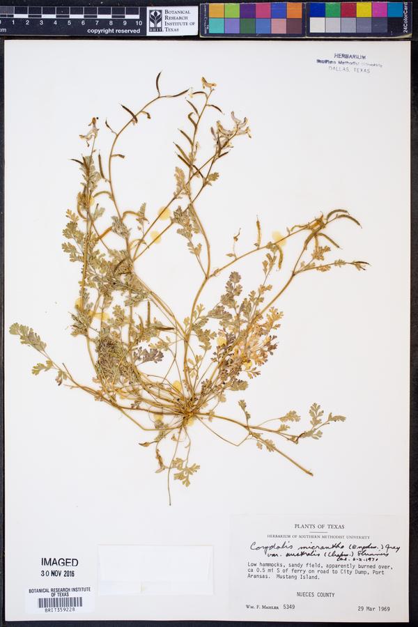 Corydalis micrantha image