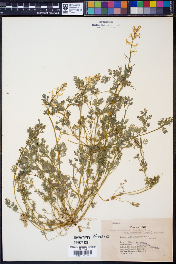 Corydalis micrantha var. australis image