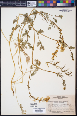 Corydalis micrantha subsp. australis image