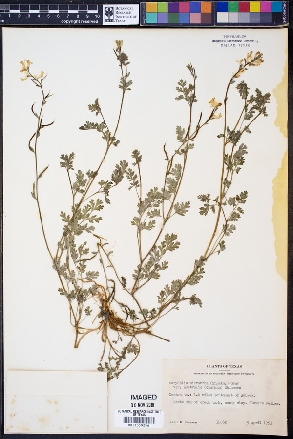 Corydalis micrantha var. australis image