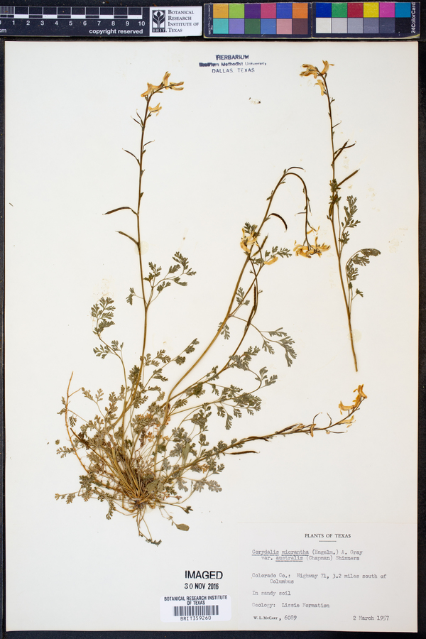 Corydalis micrantha var. australis image
