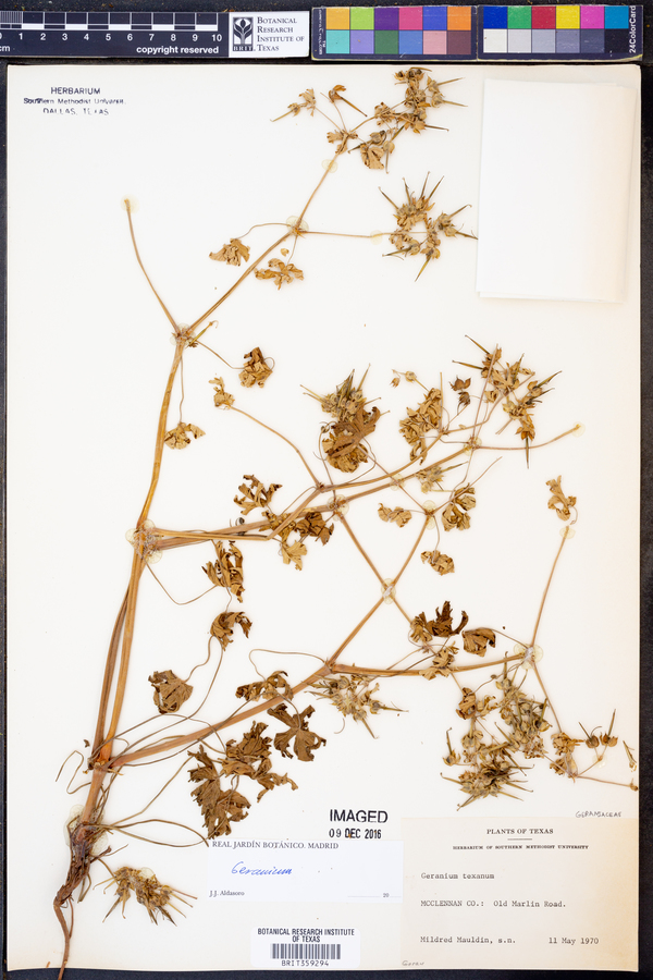 Geranium texanum image