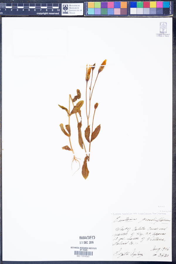 Eustoma exaltatum ssp. russellianum image