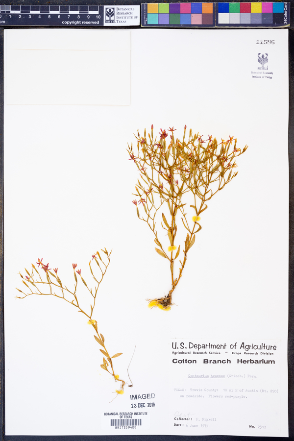Zeltnera texensis image