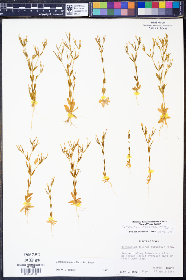 Centaurium pulchellum image