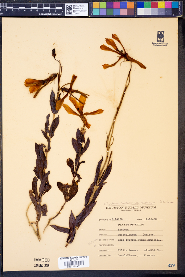 Eustoma exaltatum subsp. russellianum image