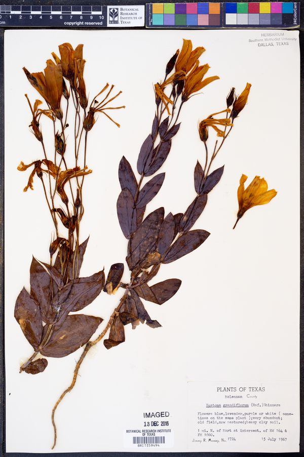 Eustoma grandiflorum image