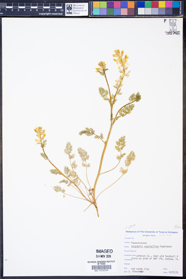 Corydalis crystallina image