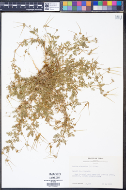 Erodium cicutarium image