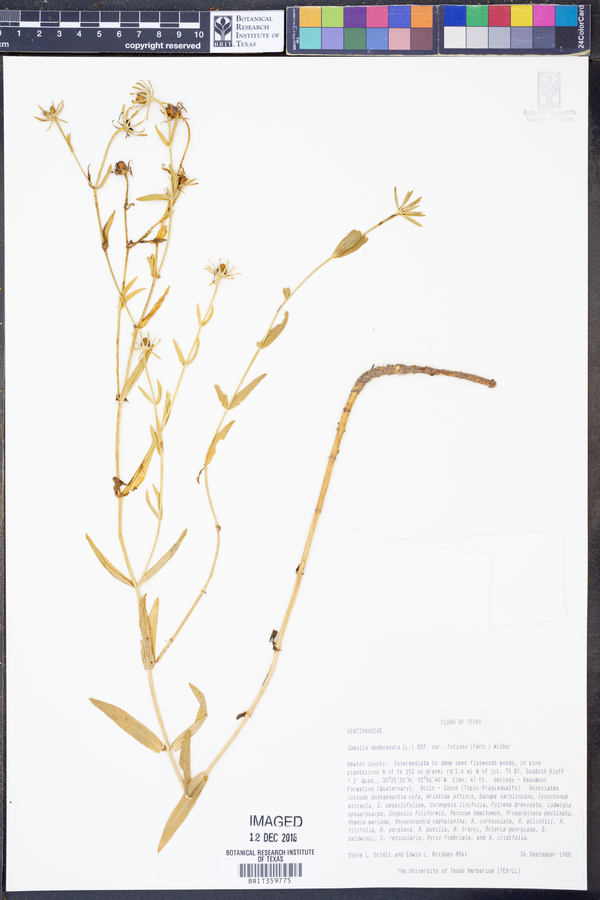 Sabatia dodecandra var. foliosa image