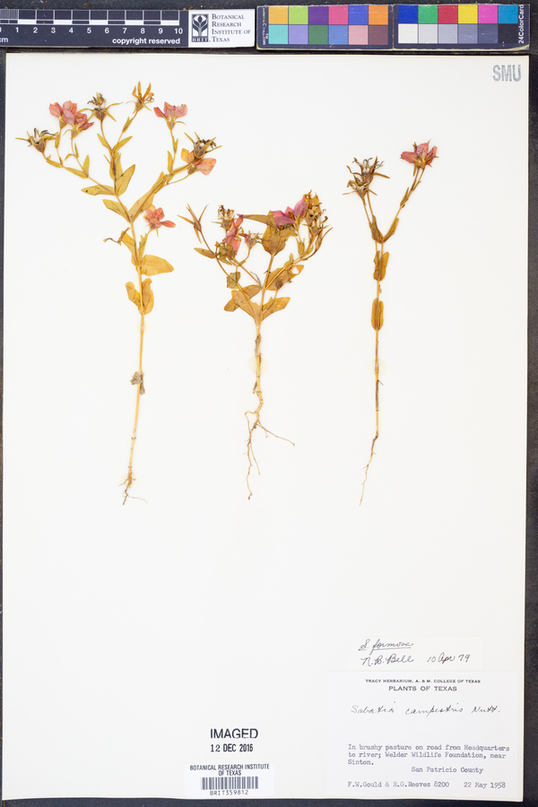 Sabatia formosa image
