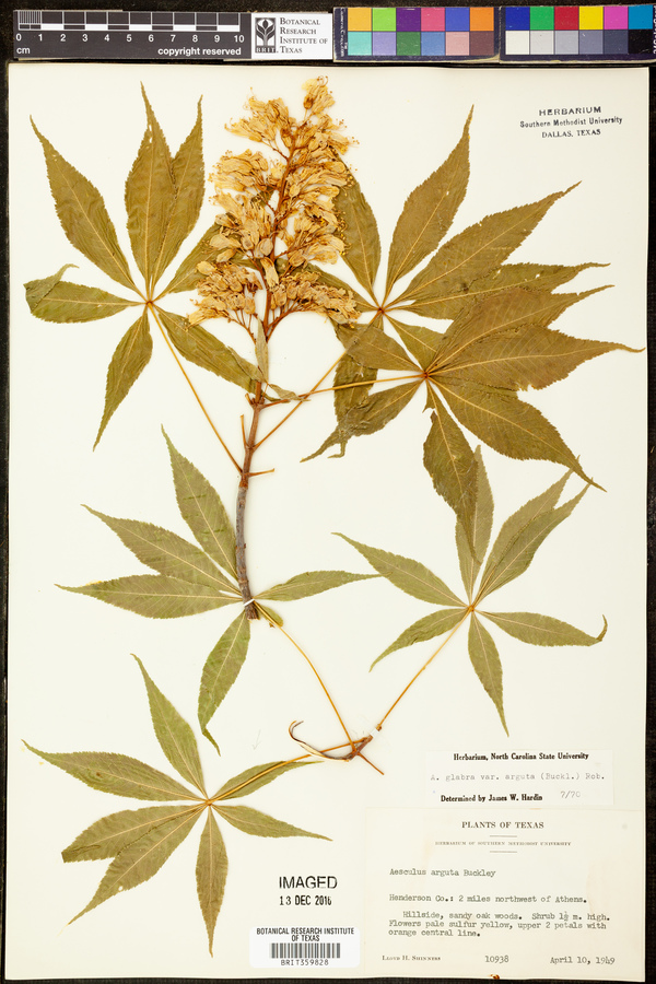 Aesculus glabra var. arguta image