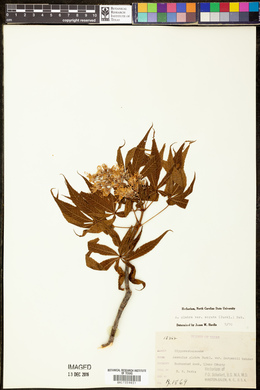 Aesculus glabra var. arguta image