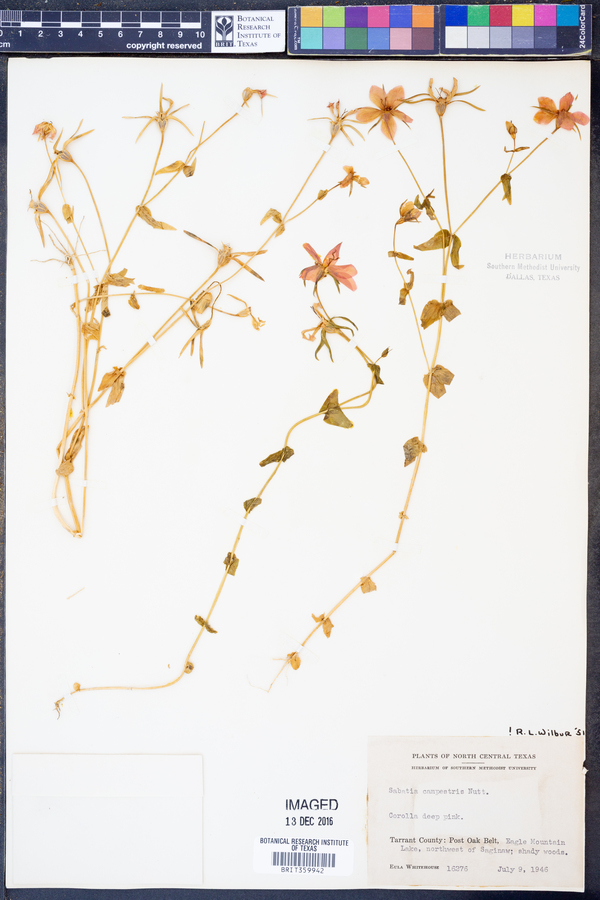 Sabatia campestris image