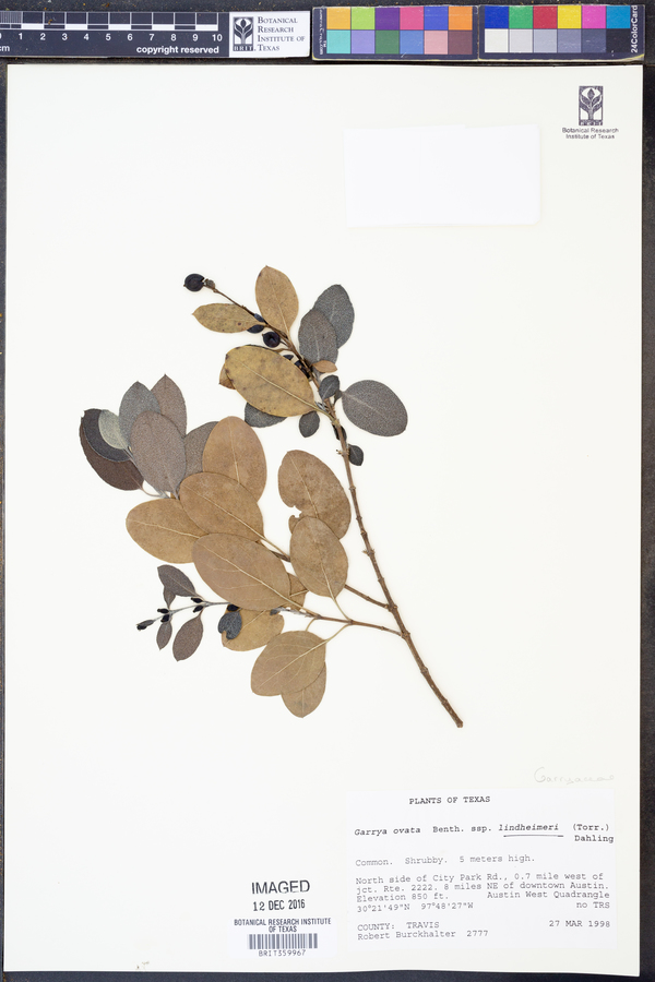 Garrya ovata ssp. lindheimeri image