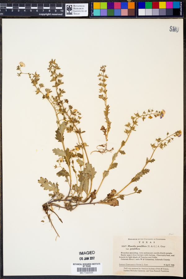 Phacelia patuliflora var. patuliflora image