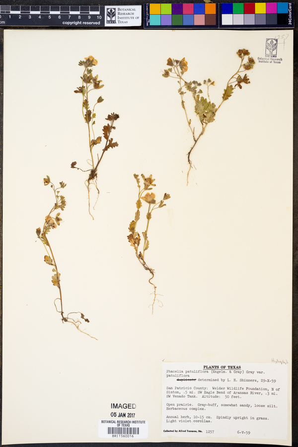 Phacelia patuliflora var. patuliflora image