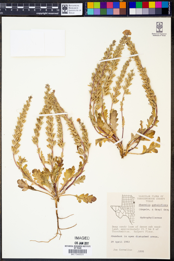 Phacelia patuliflora image