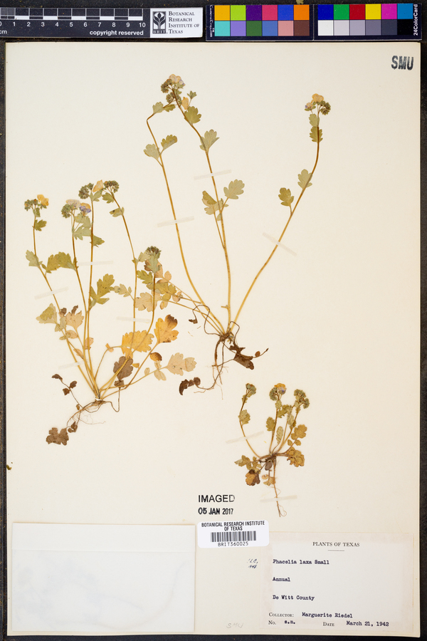 Phacelia laxa image