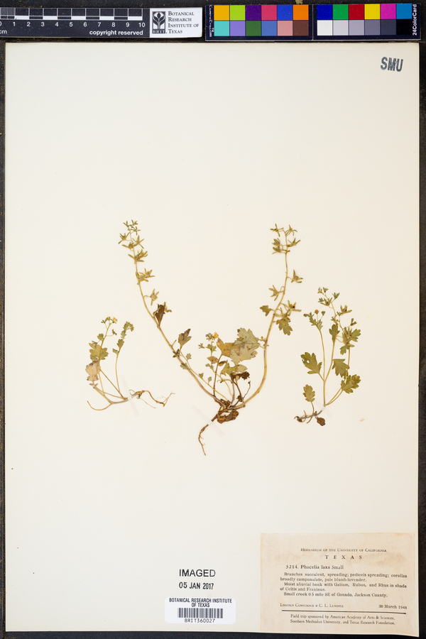 Phacelia laxa image