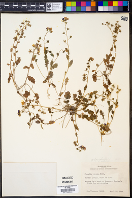 Phacelia patuliflora image