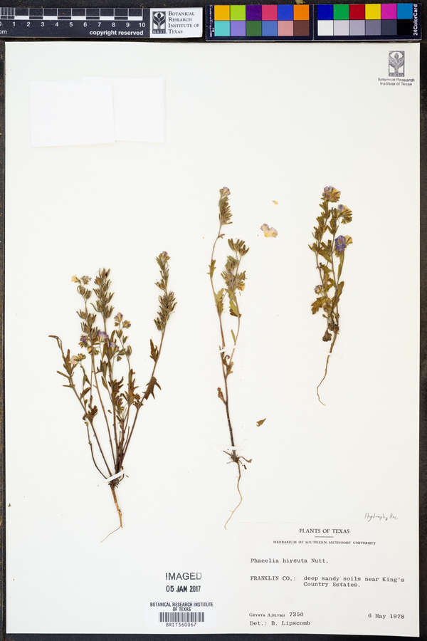 Phacelia hirsuta image