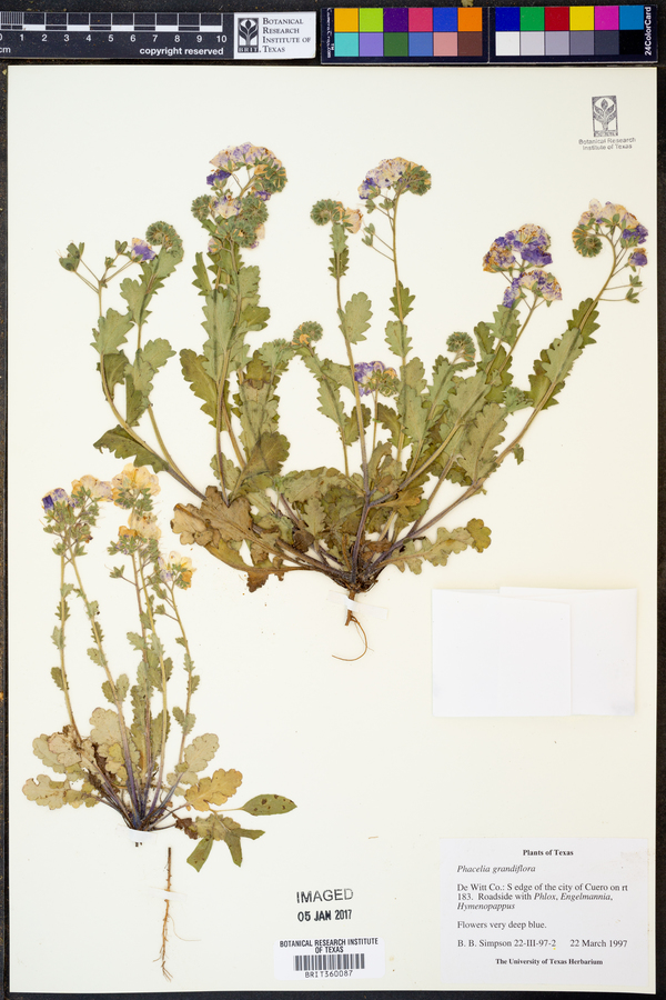 Phacelia grandiflora image