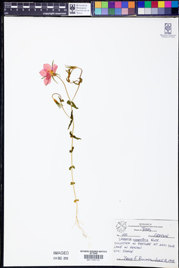 Sabatia campestris image